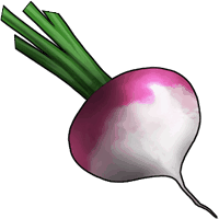 Fehérrépa