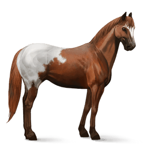 sportló appaloosa sárga takaró