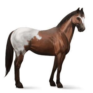 sportló gypsy vanner palomino tobiano