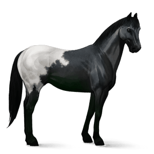 sportló tennessee walker gesztenye pej