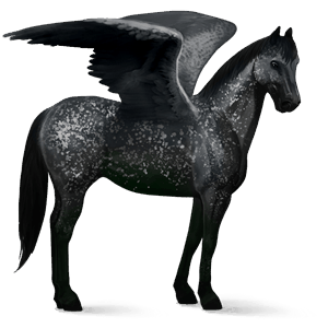 sportpegazus appaloosa pej hósármány