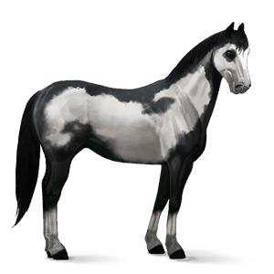 sportló knabstrupper (cirkuszi köröző ló) pej pöttyös takaró