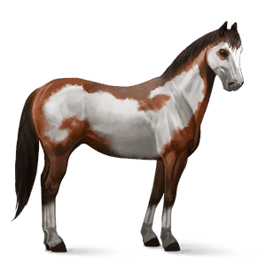 sportló appaloosa palomino takaró