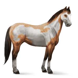 sportló gypsy vanner fekete
