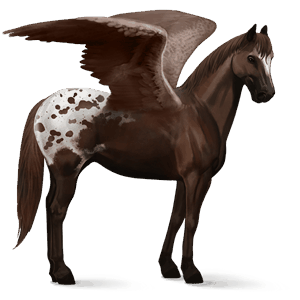sportpegazus appaloosa pej pöttyös takaró