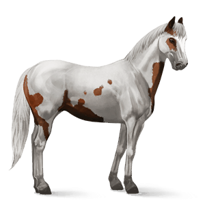 sportló tennessee walker sárga