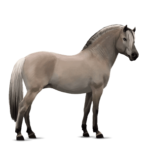 póni shetland pej