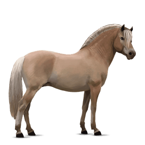 póni shetland sárga