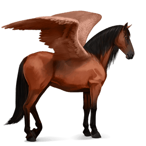 sportpegazus shagya arabian világos szürke