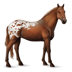 sportló appaloosa palomino takaró