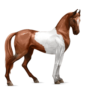 sportló shagya arabian világos szürke