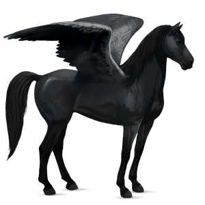 sportpegazus shagya arabian világos szürke