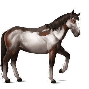sportló gypsy vanner fekete