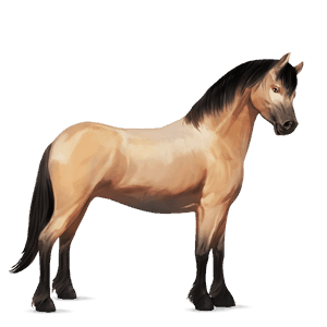 póni shetland pej