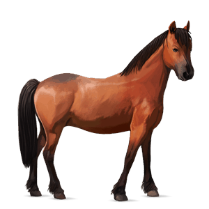 póni shetland sárga