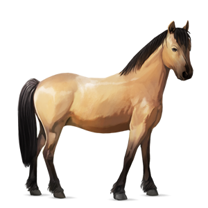 póni shetland deres