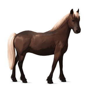 sportló gypsy vanner fekete