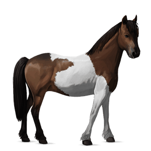 póni shetland pej