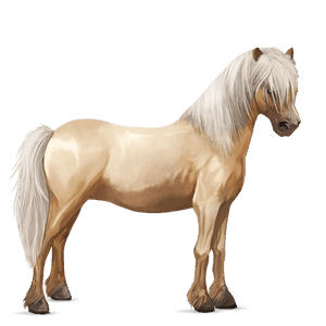póni shetland palomino tobiano