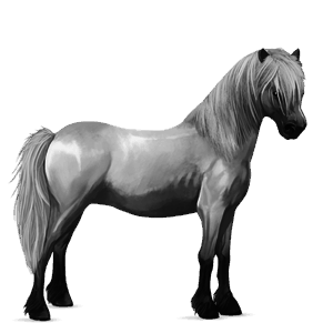 póni shetland világos pej