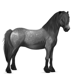 sportló gypsy vanner pej tobiano