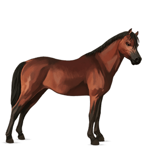póni shetland sárga