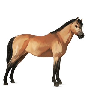póni shetland pej