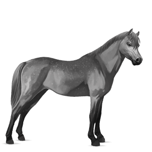 póni shetland sárga