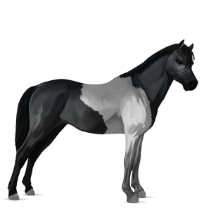 póni shetland sárga