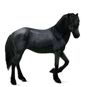 sportló quarter ló fekete