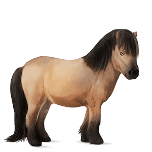 póni shetland pej