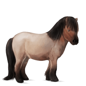 póni shetland sárga