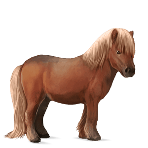 póni shetland pej