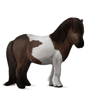 póni shetland máj-sárga 