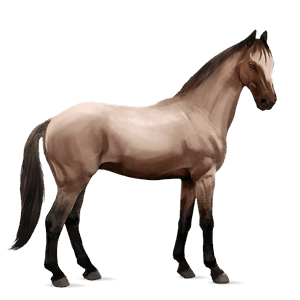 sportló gypsy vanner fekete