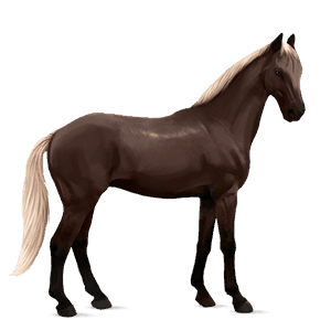 sportló gypsy vanner pej