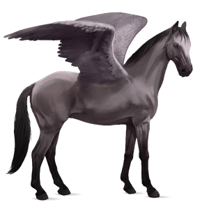 sportpegazus shagya arabian pej