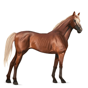 sportló shagya arabian világos szürke