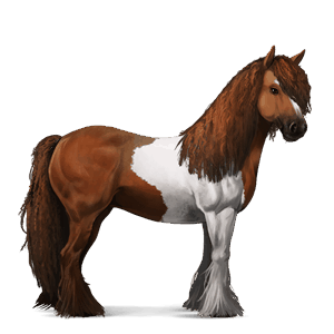sportló appaloosa sárga leopárd