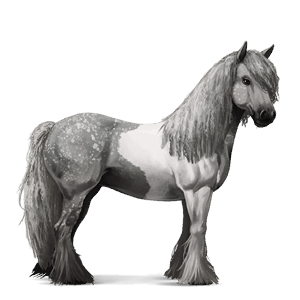 sportló berber ló legyes szürke