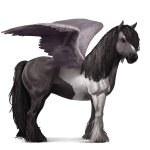 sportpegazus gypsy vanner pej