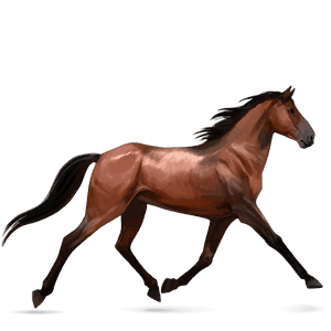 sportló gypsy vanner pej