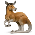 vadló kenguru