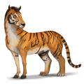 vadló tigris