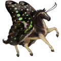 sportpegazus nokota fekete