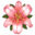 héra lilioma