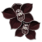 fekete orchidea