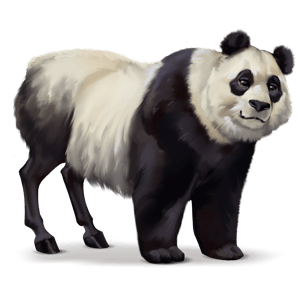 vadló panda