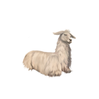 compagnon-lama-off.png